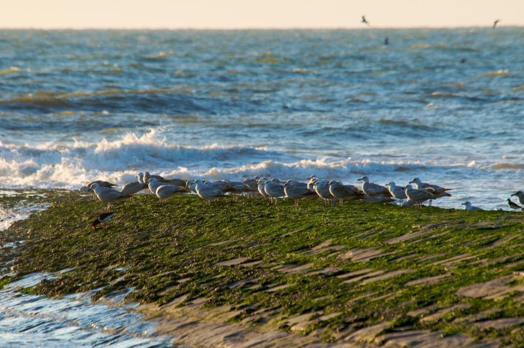 Hotel De Golf Bredene Dış mekan fotoğraf